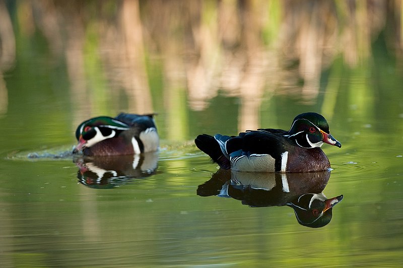 TC-Wood Ducks-D00222-00023.jpg :: Pair of Wood Duck drakes swimming on pond with image reflected in water near cattails