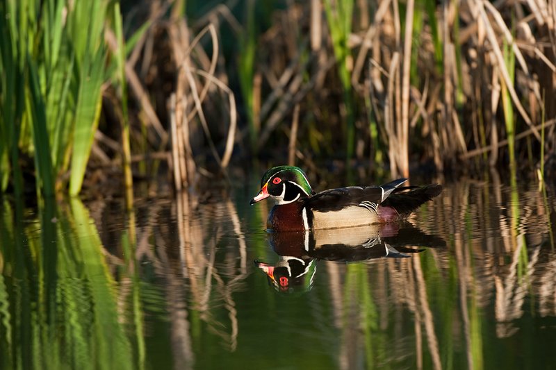TC-Wood Ducks-D00222-00024.jpg :: Wood Duck drake swimming on pond with image reflected in water near cattails