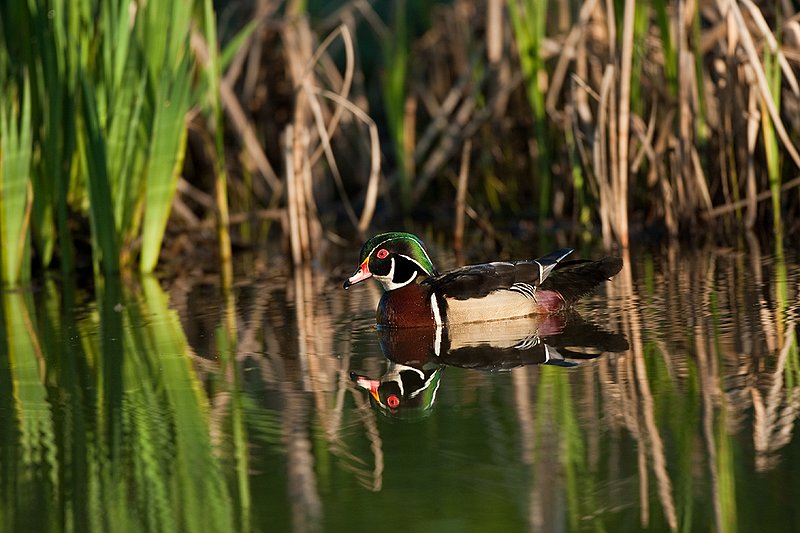 TC-Wood Ducks-D00222-00028.jpg :: Wood Duck drake swimming on pond with image reflected in water near cattails