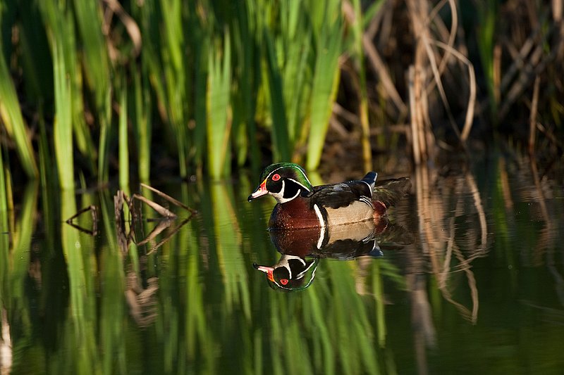 TC-Wood Ducks-D00222-00036.jpg :: Wood Duck drake swimming on pond with image reflected in water near cattails