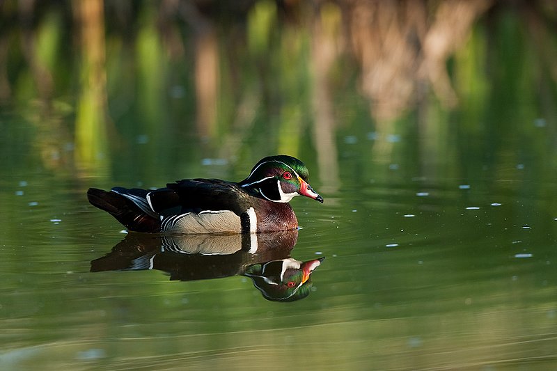 TC-Wood Ducks-D00222-00040.jpg :: Wood Duck drake swimming on pond with image reflected in water near cattails