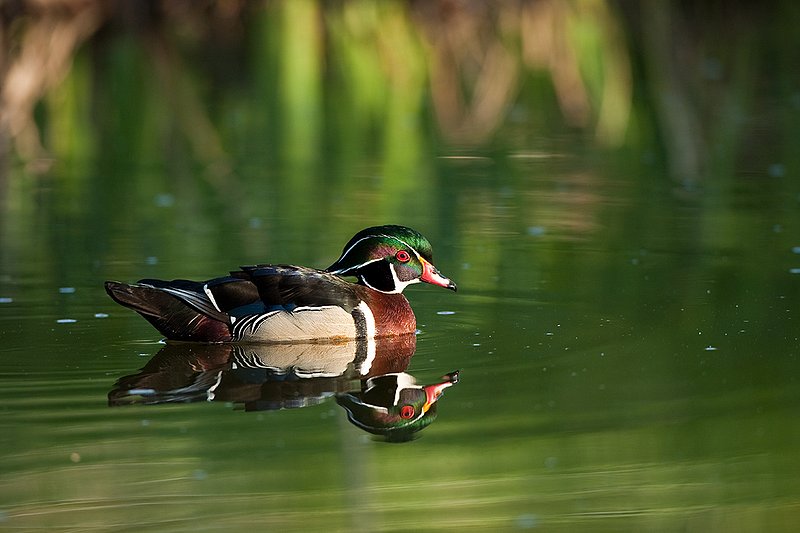 TC-Wood Ducks-D00222-00056.jpg :: Wood Duck drake swimming on pond with image reflected in water near cattails