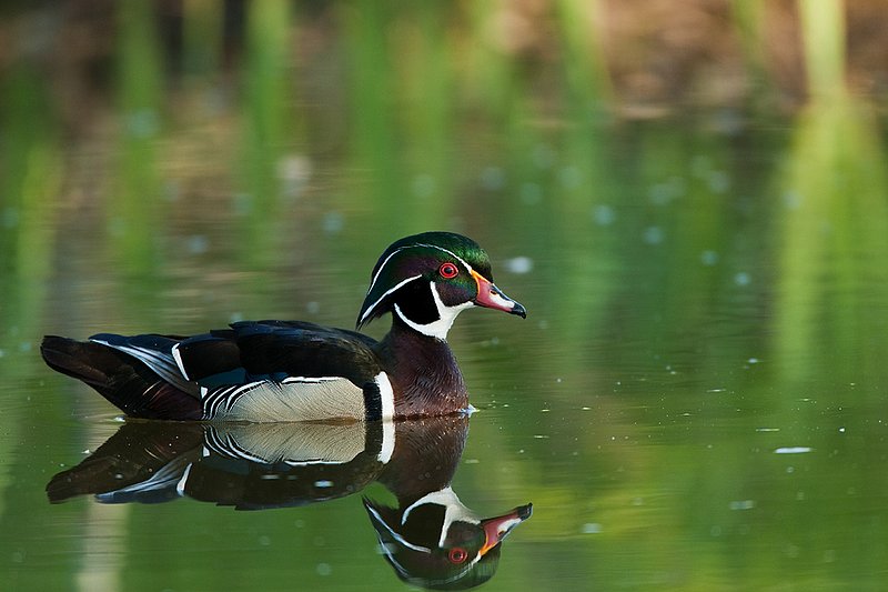 TC-Wood Ducks-D00222-00063.jpg :: Wood Duck drake swimming on pond with image reflected in water near cattails