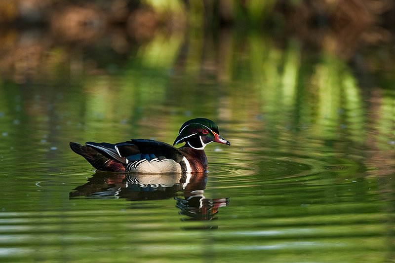 TC-Wood Ducks-D00222-00064.jpg :: Wood Duck drake swimming on pond with image reflected in water near cattails