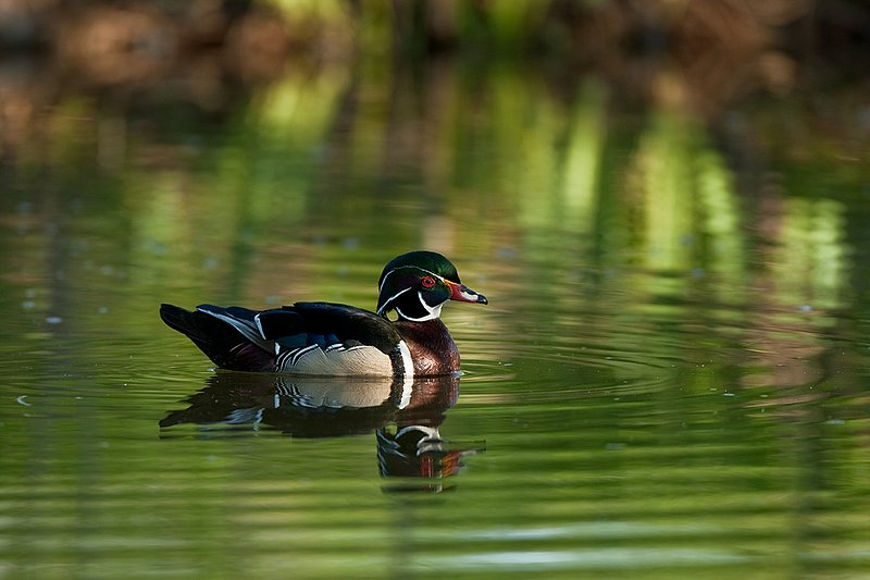 TC-Wood Ducks-D00222-00067.jpg :: Wood Duck drake swimming on pond with image reflected in water near cattails