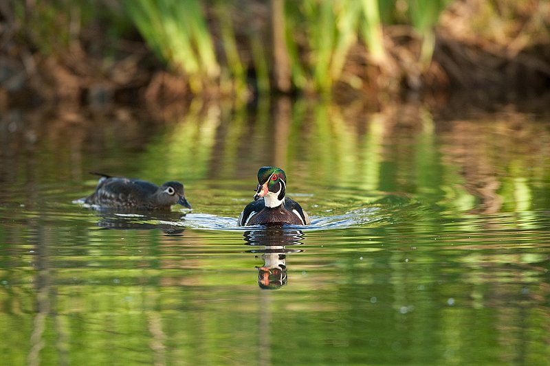 TC-Wood Ducks-D00222-00126.jpg :: Wood Duck drake swimming with hen in courtship on pond with images reflected in water near cattails