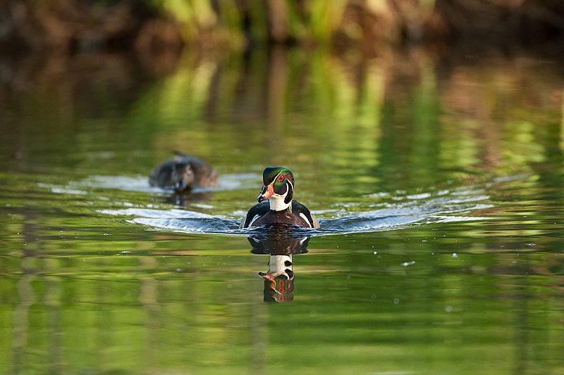 TC-Wood Ducks-D00222-00130.jpg :: Wood Duck drake swimming with a hen straight on with a wake behind him on pond with their images reflected in water near cattails