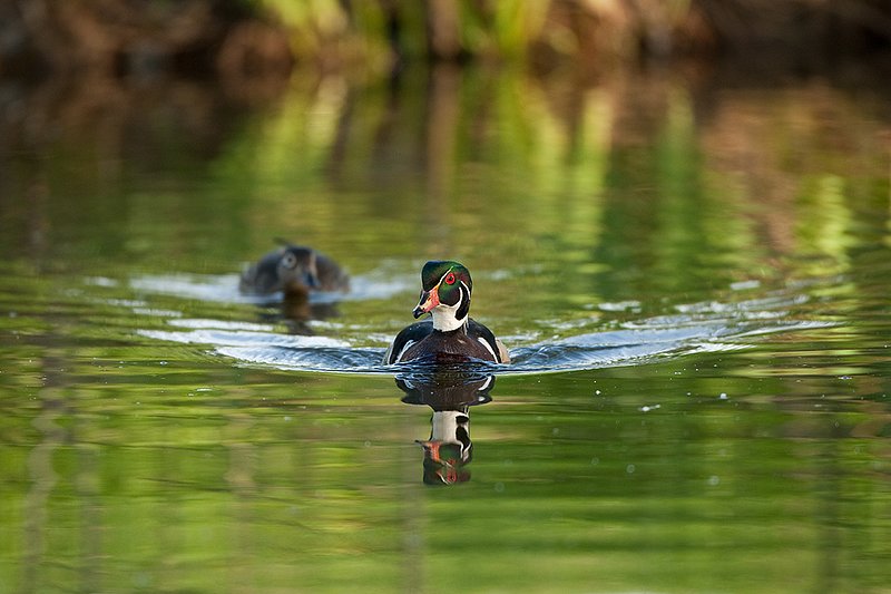 TC-Wood Ducks-D00222-00132.jpg :: Wood Duck drake swimming with a hen straight on with a wake behind him on pond with their images reflected in water near cattails