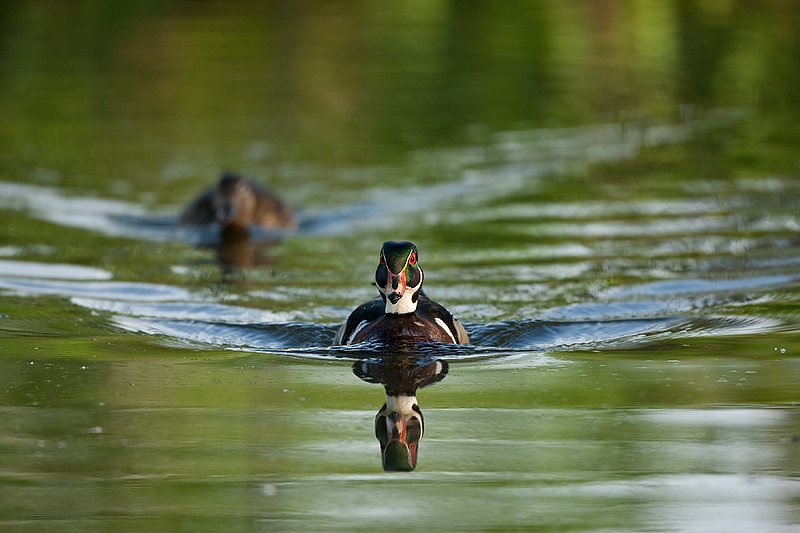 TC-Wood Ducks-D00222-00135.jpg :: Wood Duck drake swimming with a hen straight on with a wake behind him on pond with their images reflected in water near cattails