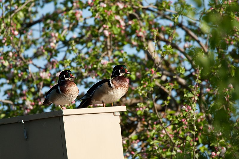 TC-Wood Ducks-D00222-00138.jpg :: Two Drake Wood Ducks perched on a feed bin with flowering fruit tree behind them