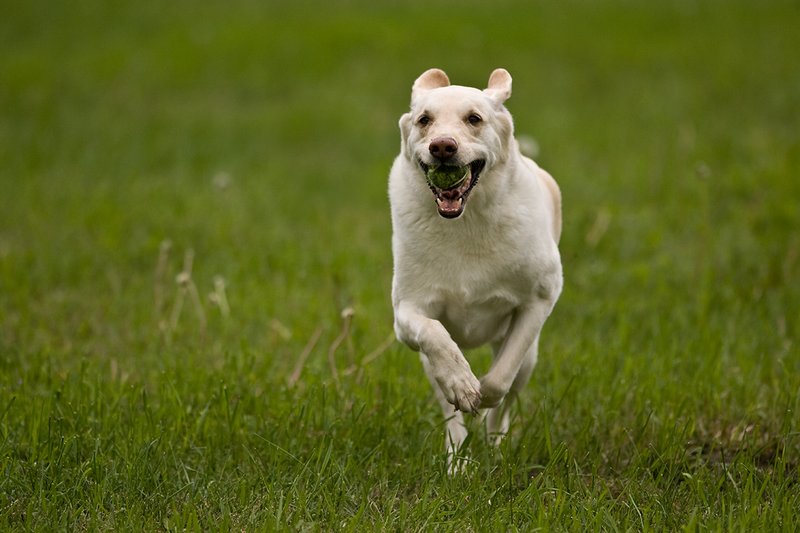 TC-Yellow Labradors-D40005-00001.jpg :: Golden/Yellow Lab running straight on through grass with a green tennis ball in his mouth