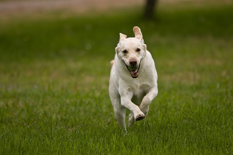 TC-Yellow Labradors-D40005-00003.jpg :: Golden/Yellow Lab running straight on through grass with a green tennis ball in his mouth