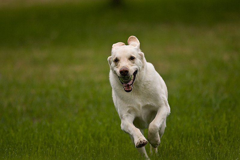 TC-Yellow Labradors-D40005-00005.jpg :: Golden/Yellow Lab running straight on through grass with a green tennis ball in his mouth