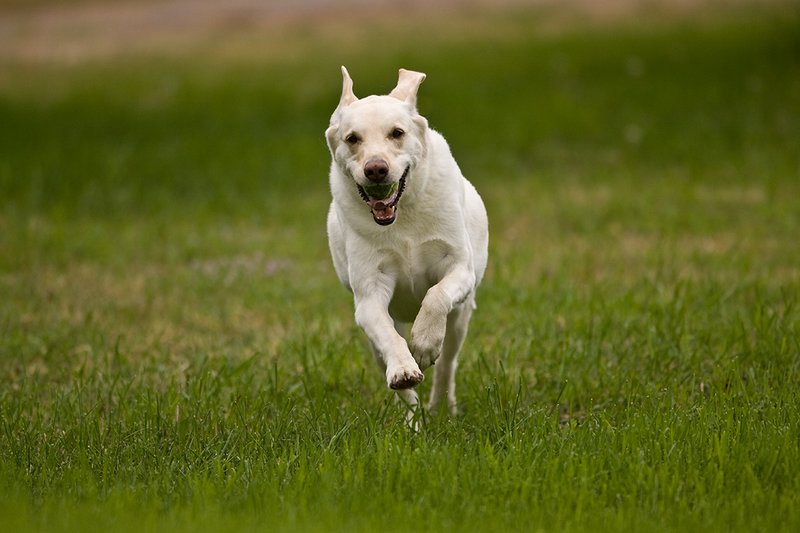 TC-Yellow Labradors-D40005-00006.jpg :: Golden/Yellow Lab running straight on through grass with a green tennis ball in his mouth