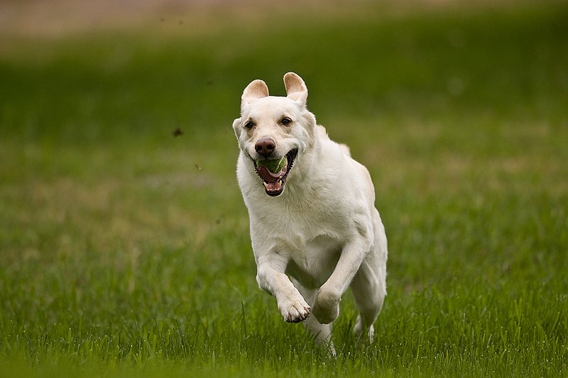 TC-Yellow Labradors-D40005-00008.jpg :: Golden/Yellow Lab running straight on through grass with a green tennis ball in his mouth