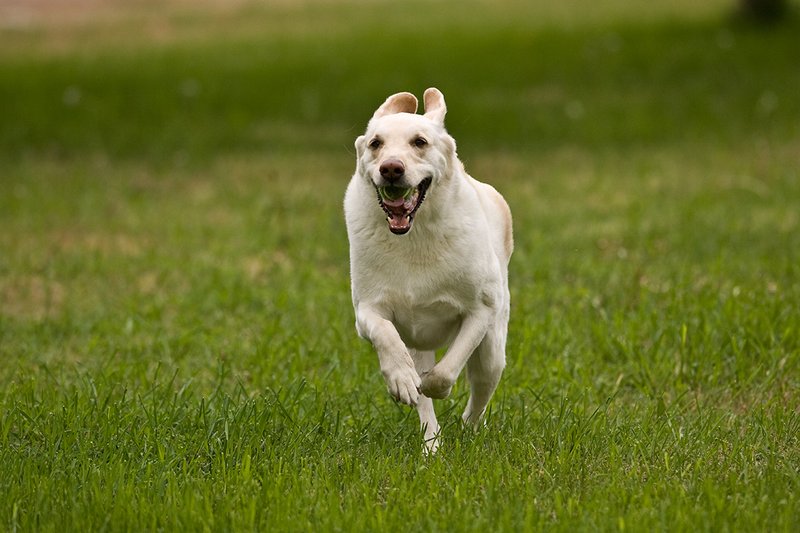 TC-Yellow Labradors-D40005-00010.jpg :: Golden/Yellow Lab running straight on through grass with a green tennis ball in his mouth