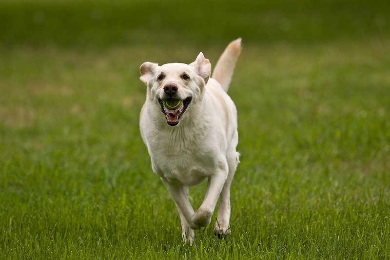 TC-Yellow Labradors-D40005-00011.jpg :: Golden/Yellow Lab running straight on through grass with a green tennis ball in his mouth