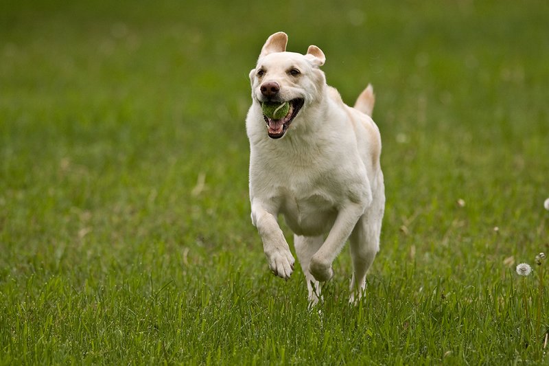 TC-Yellow Labradors-D40005-00013.jpg :: Golden/Yellow Lab running straight on through grass with a green tennis ball in his mouth