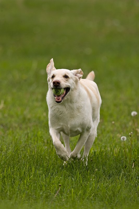 TC-Yellow Labradors-D40005-00016.jpg :: Golden/Yellow Lab running straight on through grass with a green tennis ball in his mouth