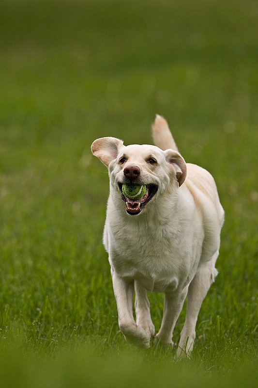TC-Yellow Labradors-D40005-00017.jpg :: Golden/Yellow Lab running straight on through grass with a green tennis ball in his mouth