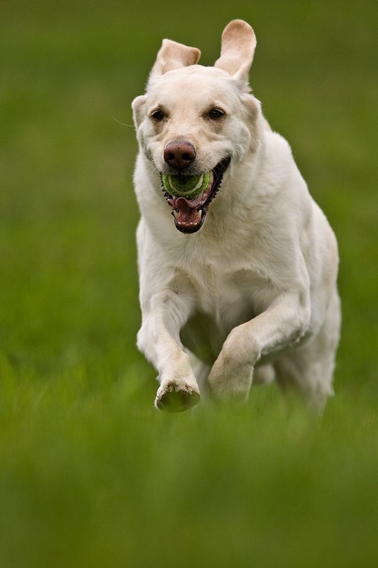 TC-Yellow Labradors-D40005-00020.jpg :: Golden/Yellow Lab running straight on through grass with a green tennis ball in his mouth