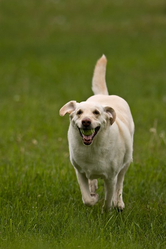 TC-Yellow Labradors-D40005-00021.jpg :: Golden/Yellow Lab running straight on through grass with a green tennis ball in his mouth