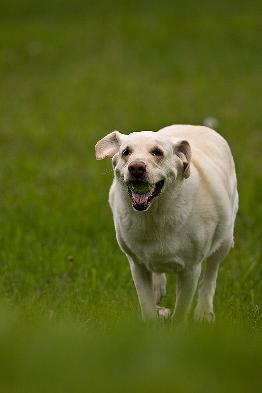 TC-Yellow Labradors-D40005-00023.jpg :: Golden/Yellow Lab running straight on through grass with a green tennis ball in his mouth