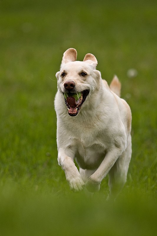 TC-Yellow Labradors-D40005-00024.jpg :: Golden/Yellow Lab running straight on through grass with a green tennis ball in his mouth