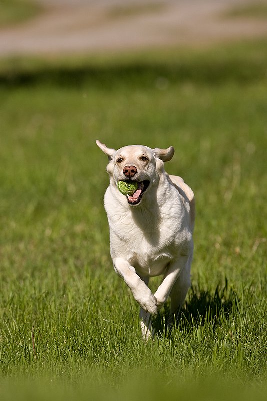 TC-Yellow Labradors-D40005-00025.jpg :: Golden/Yellow Lab running straight on through grass with a green tennis ball in his mouth