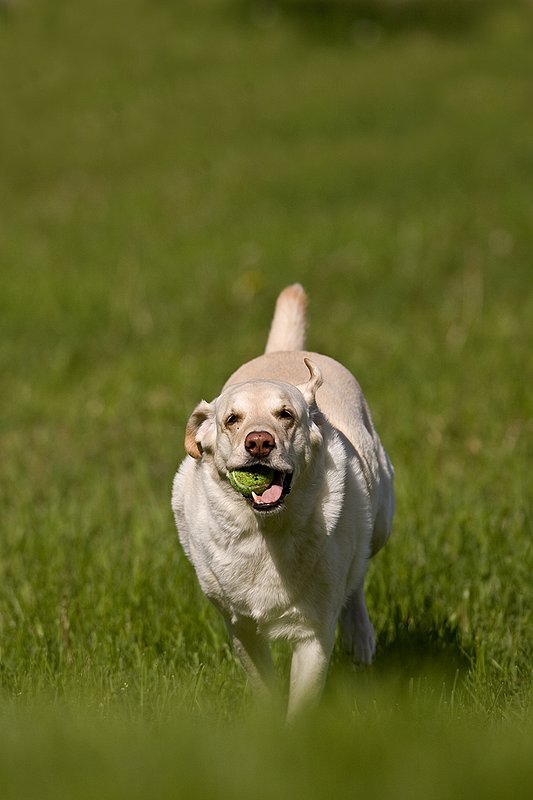 TC-Yellow Labradors-D40005-00026.jpg :: Golden/Yellow Lab running straight on through grass with a green tennis ball in his mouth
