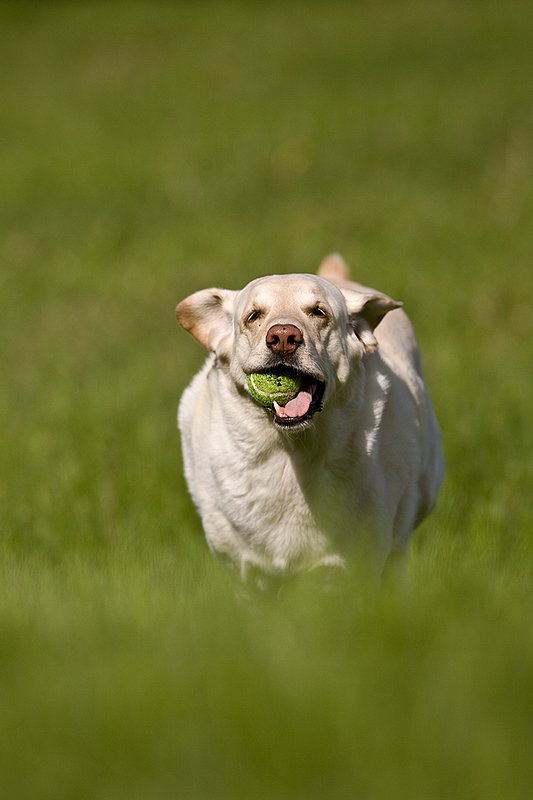 TC-Yellow Labradors-D40005-00028.jpg :: Golden/Yellow Lab running straight on through grass with a green tennis ball in his mouth