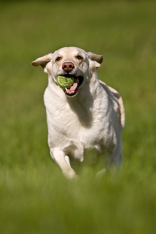 TC-Yellow Labradors-D40005-00029.jpg :: Golden/Yellow Lab running straight on through grass with a green tennis ball in his mouth