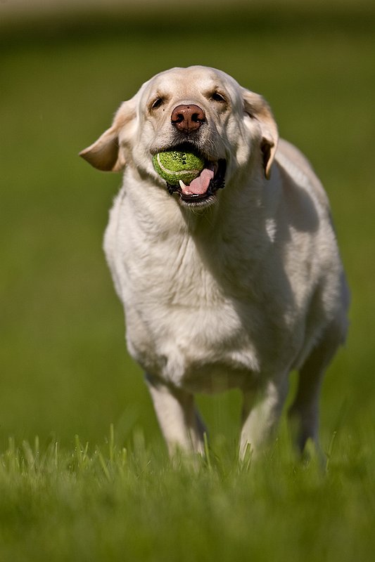 TC-Yellow Labradors-D40005-00030.jpg :: Golden/Yellow Lab running straight on through grass with a green tennis ball in his mouth