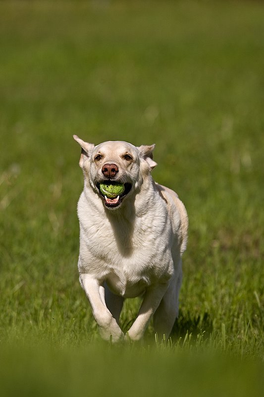 TC-Yellow Labradors-D40005-00031.jpg :: Golden/Yellow Lab running straight on through grass with a green tennis ball in his mouth