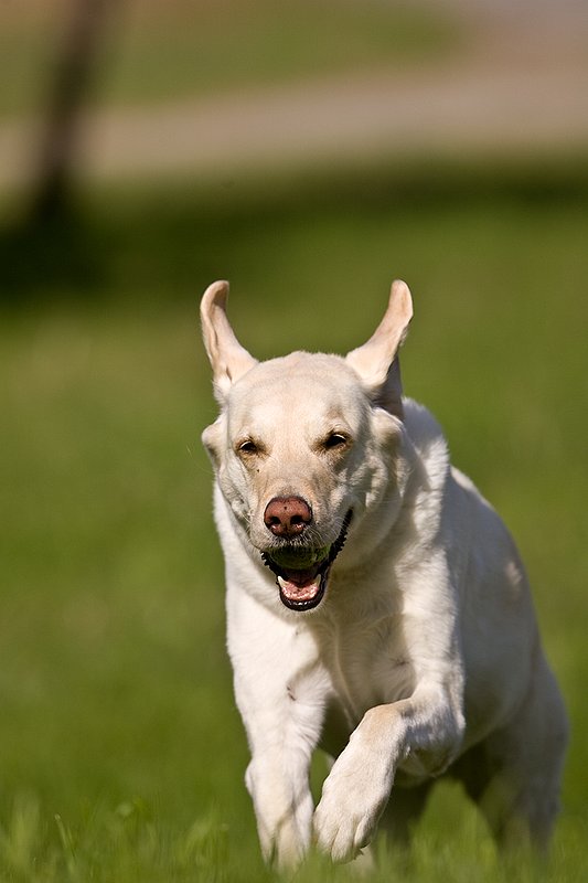 TC-Yellow Labradors-D40005-00033.jpg :: Golden/Yellow Lab running straight on through grass with a green tennis ball in his mouth