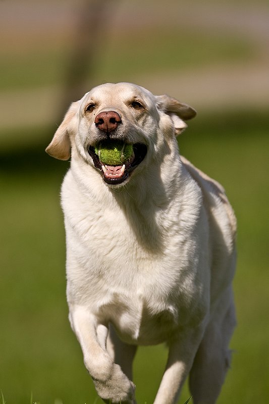 TC-Yellow Labradors-D40005-00034.jpg :: Golden/Yellow Lab running straight on through grass with a green tennis ball in his mouth
