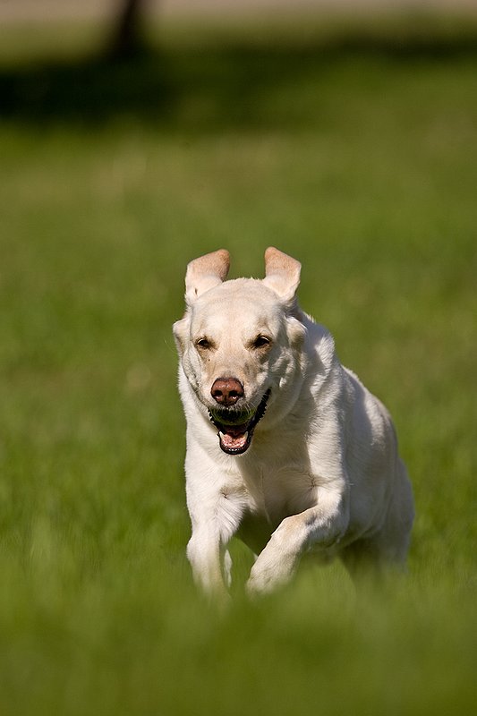 TC-Yellow Labradors-D40005-00038.jpg :: Golden/Yellow Lab running straight on through grass with a green tennis ball in his mouth