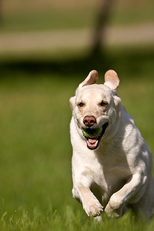 TC-Yellow Labradors-D40005-00040.jpg :: Golden/Yellow Lab running straight on through grass with a green tennis ball in his mouth
