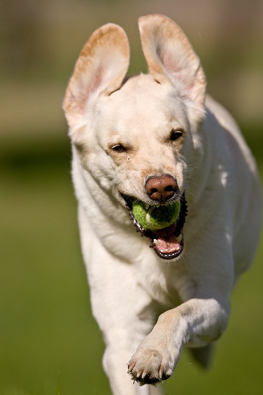 TC-Yellow Labradors-D40005-00042.jpg :: Golden/Yellow Lab running straight on through grass with a green tennis ball in his mouth