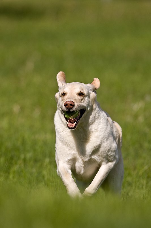 TC-Yellow Labradors-D40005-00044.jpg :: Golden/Yellow Lab running straight on through grass with a green tennis ball in his mouth
