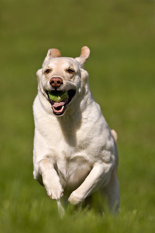 TC-Yellow Labradors-D40005-00045.jpg :: Golden/Yellow Lab running straight on through grass with a green tennis ball in his mouth