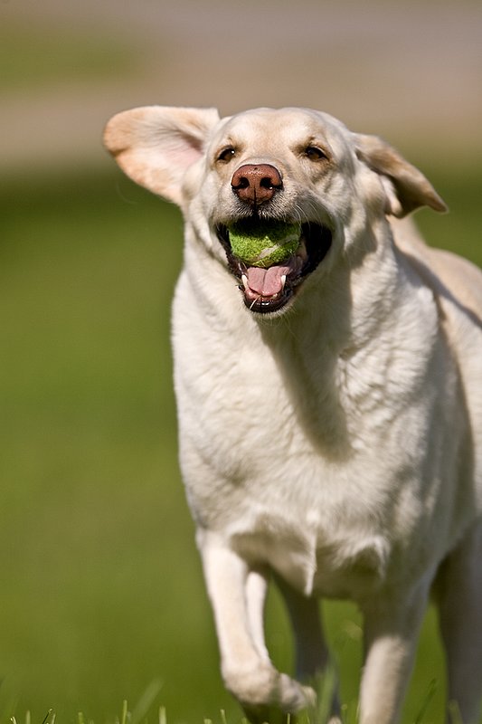 TC-Yellow Labradors-D40005-00046.jpg :: Golden/Yellow Lab running straight on through grass with a green tennis ball in his mouth