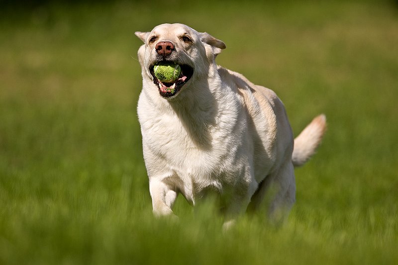 TC-Yellow Labradors-D40005-00047.jpg :: Golden/Yellow Lab running straight on through grass with a green tennis ball in his mouth