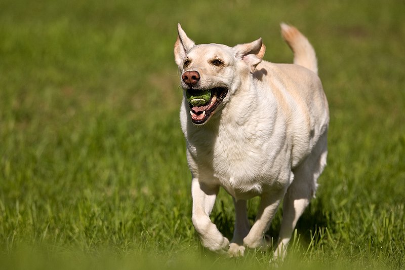 TC-Yellow Labradors-D40005-00050.jpg :: Golden/Yellow Lab running straight on through grass with a green tennis ball in his mouth