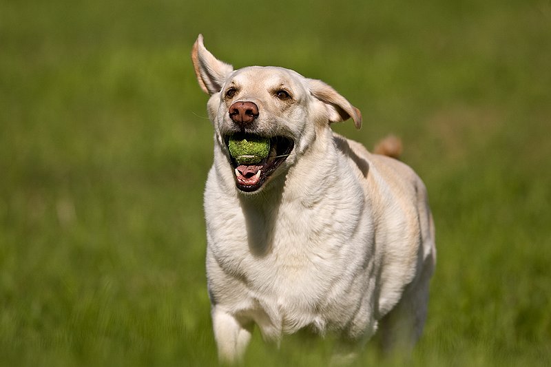 TC-Yellow Labradors-D40005-00051.jpg :: Golden/Yellow Lab running straight on through grass with a green tennis ball in his mouth