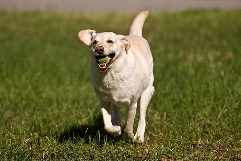 TC-Yellow Labradors-D40005-00052.jpg :: Golden/Yellow Lab running straight on through grass with a green tennis ball in his mouth