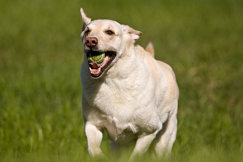 TC-Yellow Labradors-D40005-00054.jpg :: Golden/Yellow Lab running straight on through grass with a green tennis ball in his mouth
