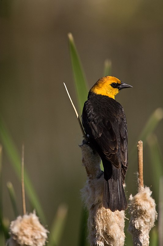 TC-Yellowheaded Blackbird-D0593-00001.jpg :: Yellowheaded Black bird male in prenuptial plumage perched on cattail trying to lure female to mate