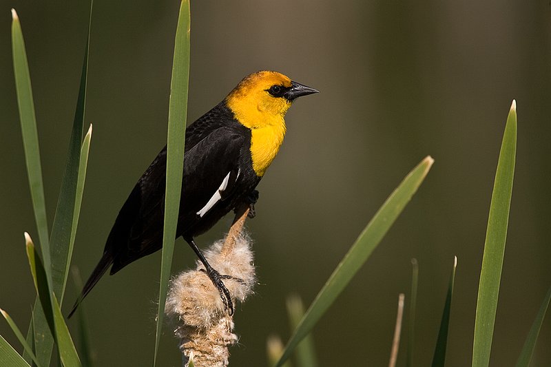 TC-Yellowheaded Blackbird-D0593-00002.jpg :: Yellowheaded Black bird male in prenuptial plumage perched on cattail trying to lure female to mate