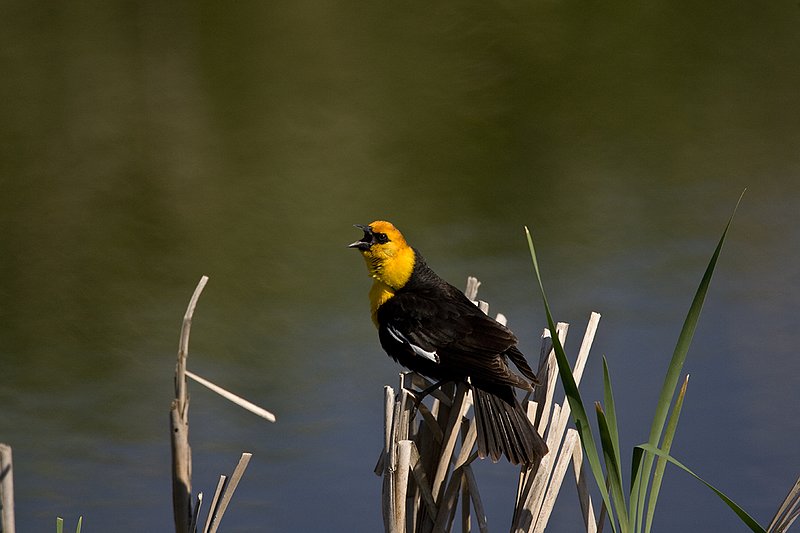 TC-Yellowheaded Blackbird-D0593-00012.jpg :: Yellowheaded Black bird male in prenuptial plumage perched on cattail trying to lure female to mate